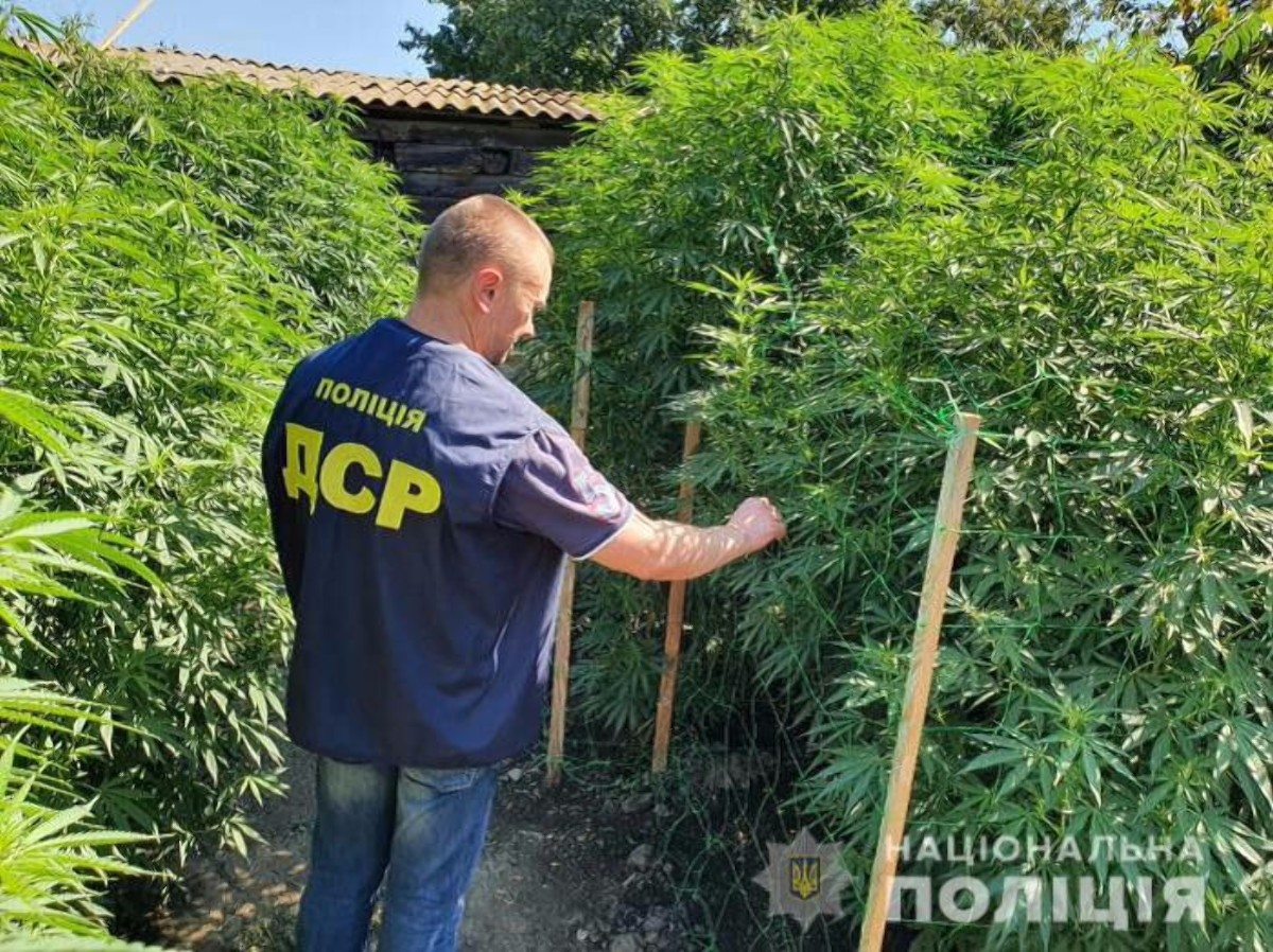 Херсон,конопля,каннабис