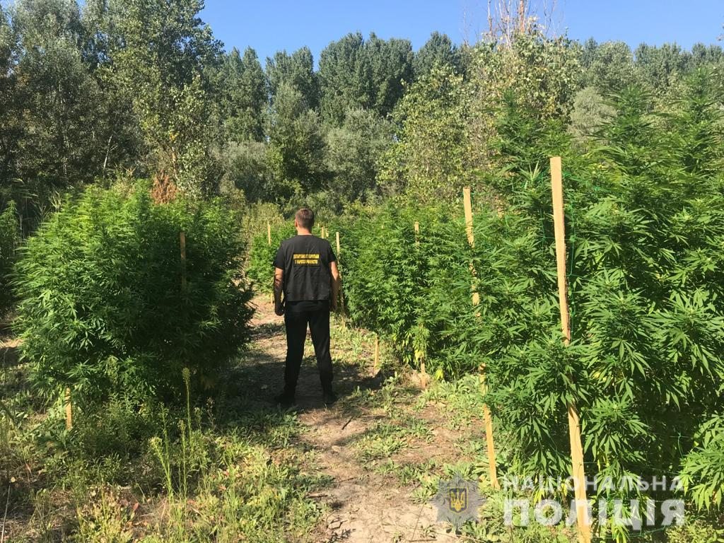 Херсон, видео, марихуана