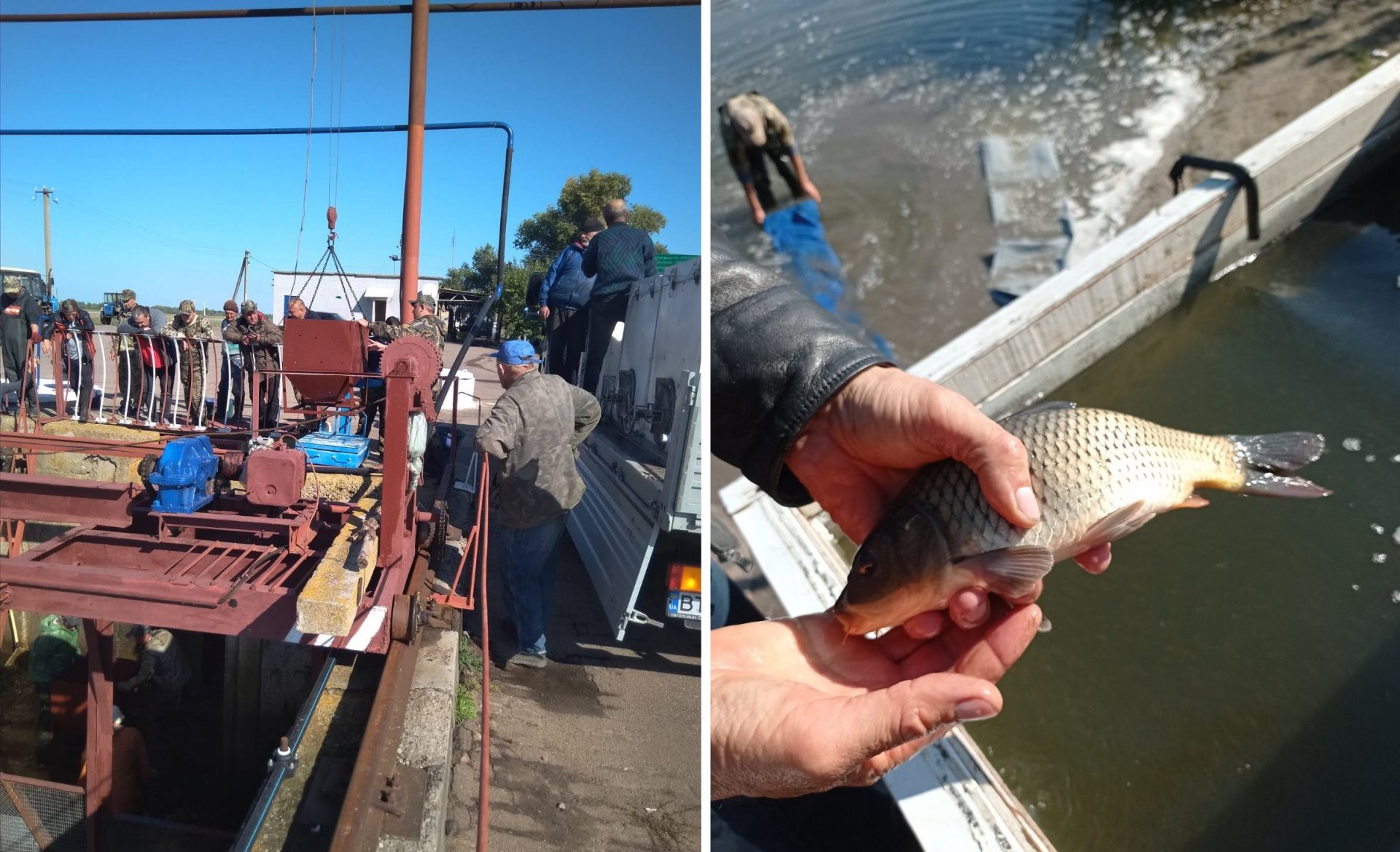 зарыбок, днепр, сазан, толстлобик, белый амур