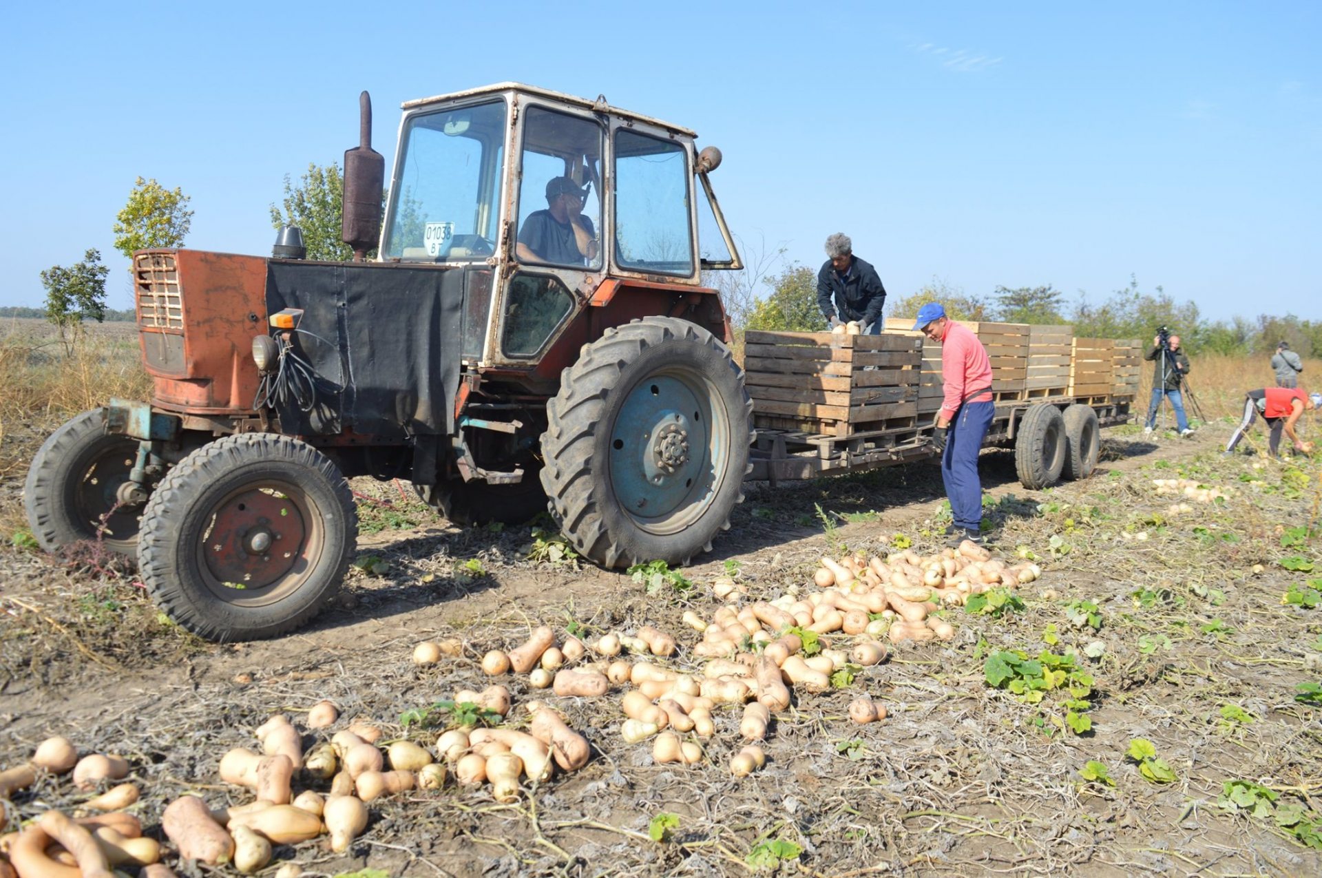 экспорт, гарбузи,
