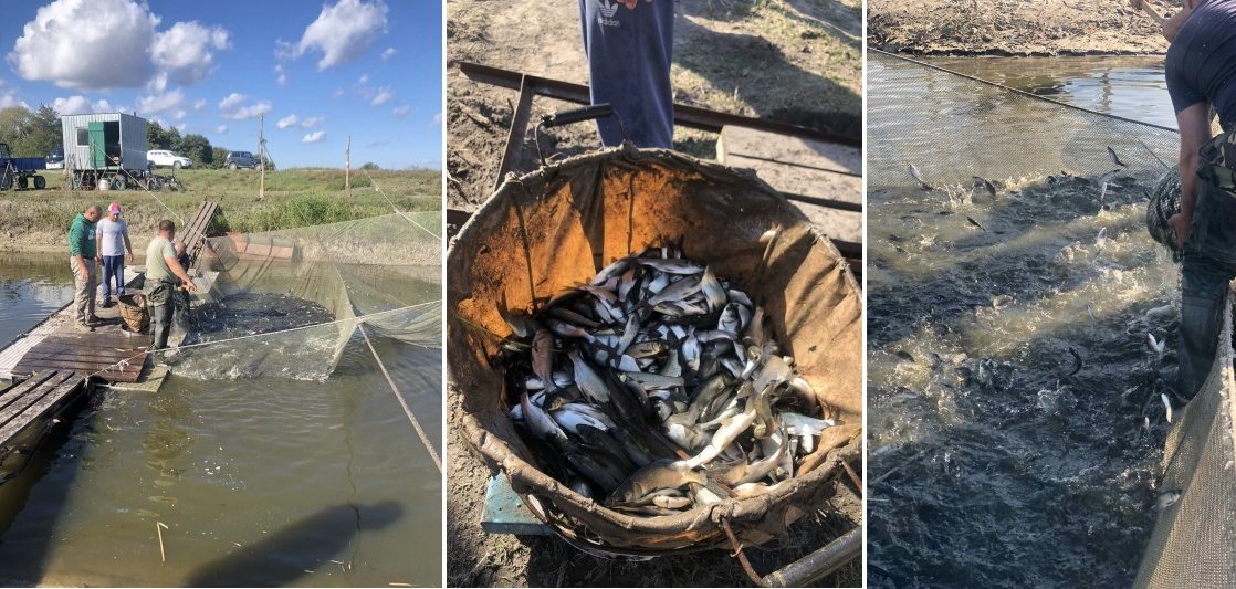 зарыбление, молодь, карп, толстолобик, белый амур