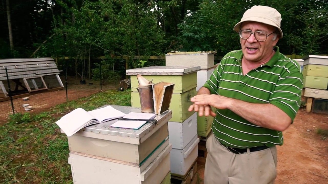 бджоли, сім'ї, паски, зимівля