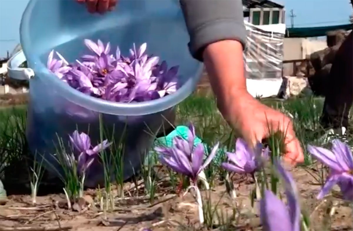 Херсонщина, відео, квіти