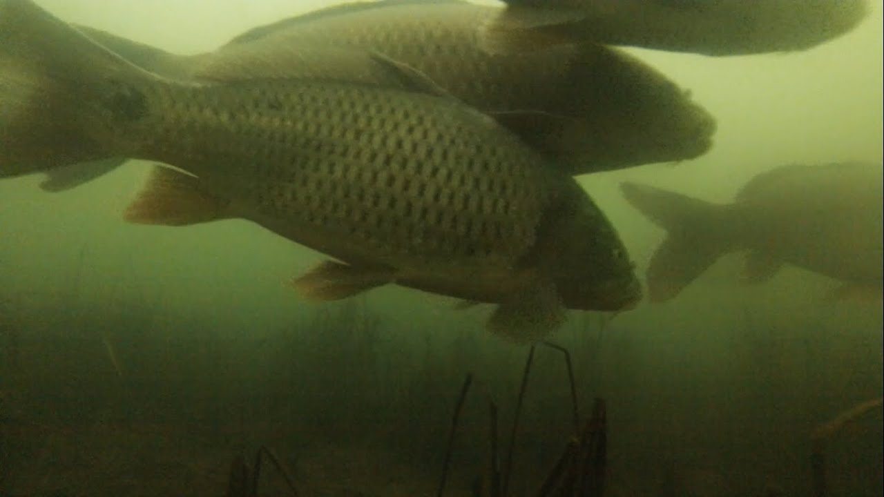 рыба, запрет, агентство