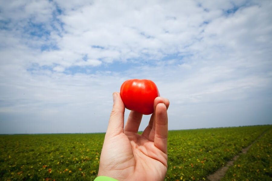 Херсонщина, врожай, фермери