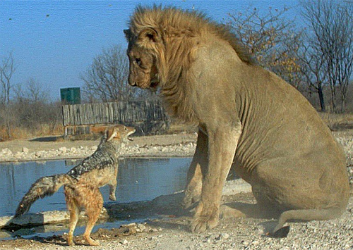 Хто ризикне напасти на «лева»?