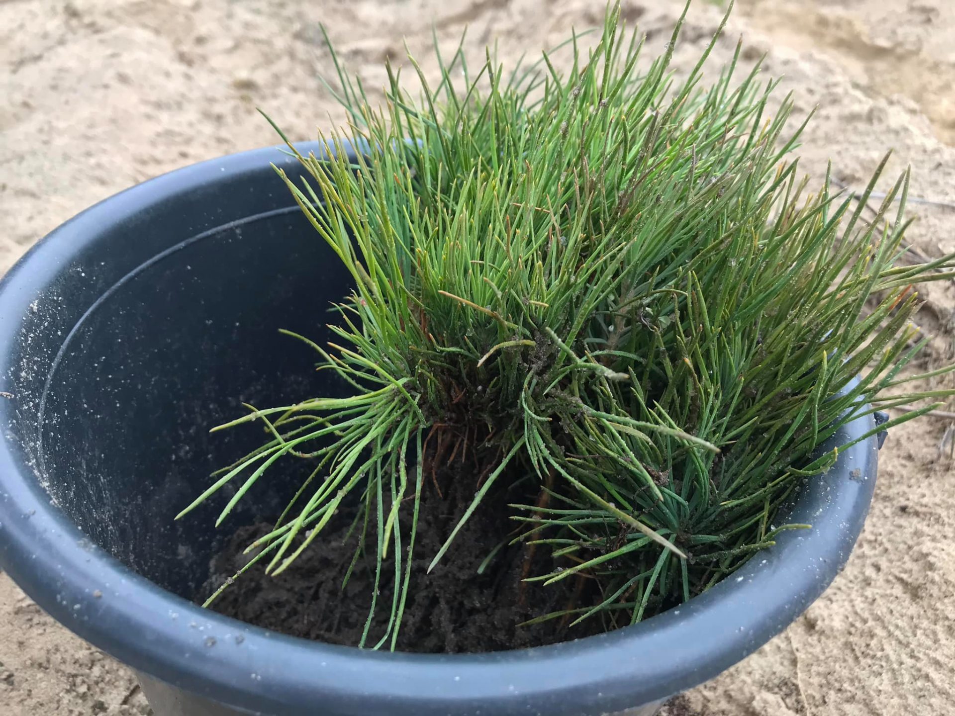 Херсонщина, ліс, сосна