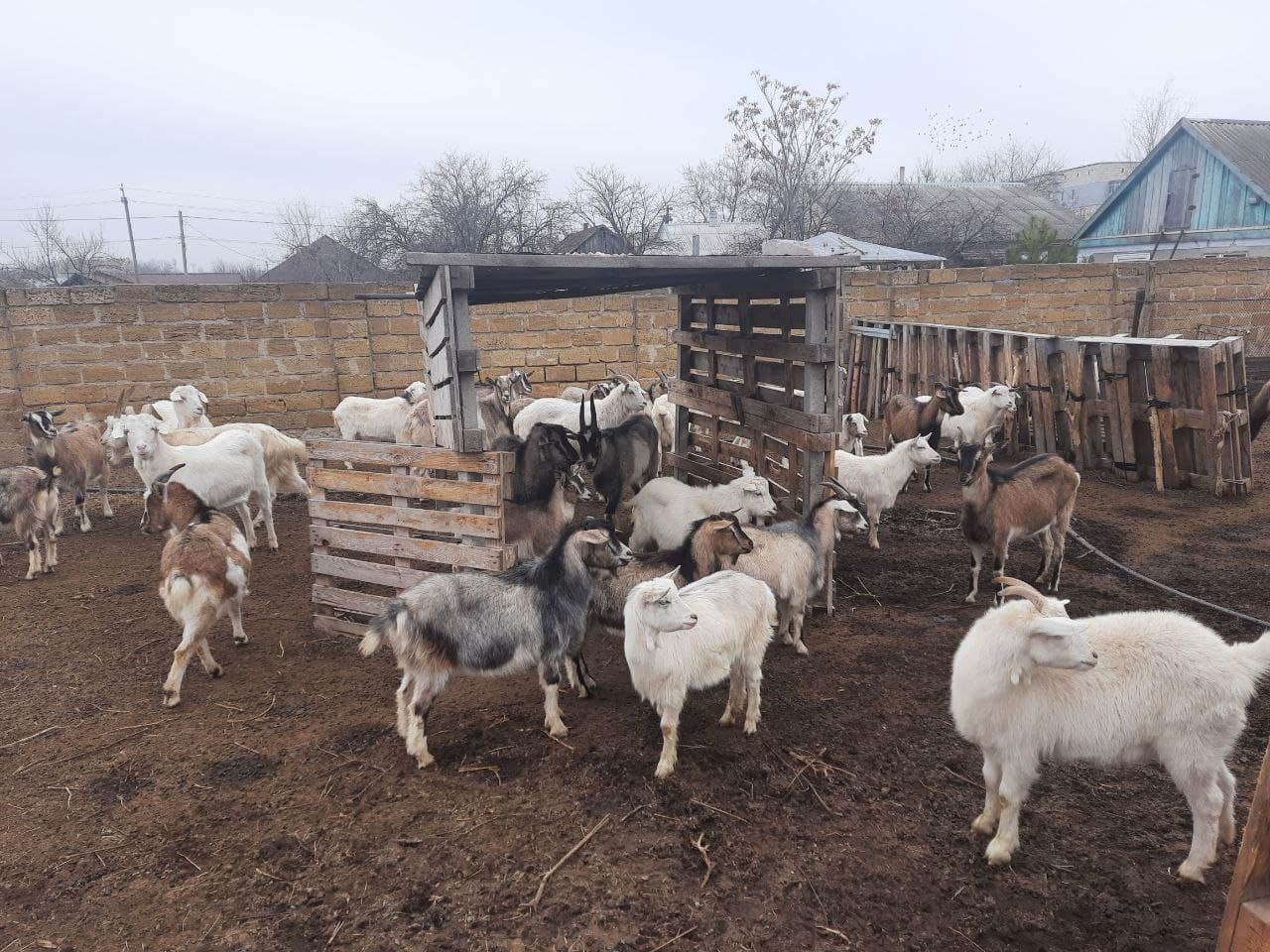 херсон, притулок, кози