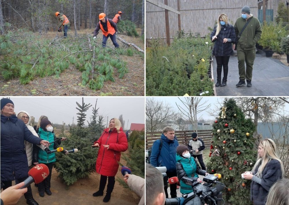 ёлки, сосны, новый год, питомник