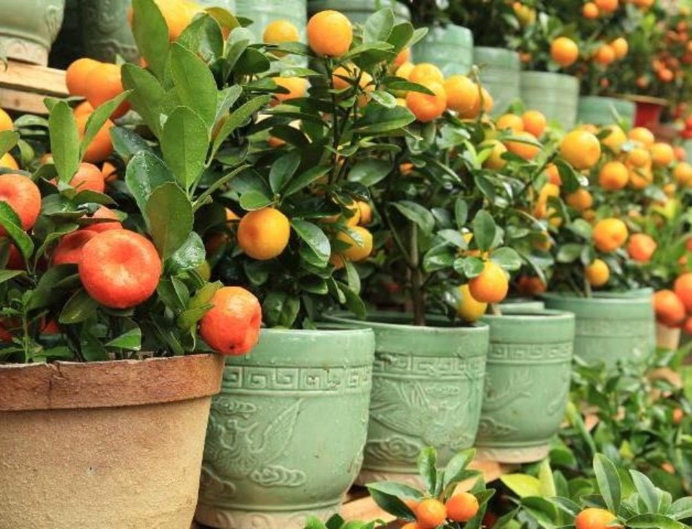 Херсон, фрукти, цитрусові