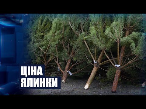 Херсон, базар, ялинки